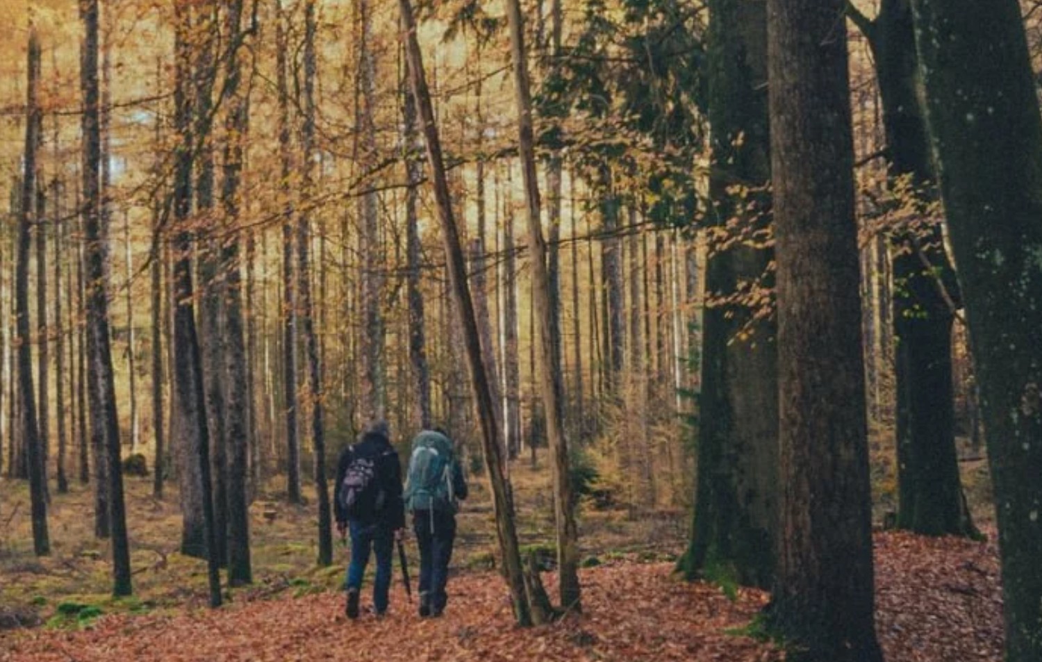 Twee wandelaars lopen samen door het bos