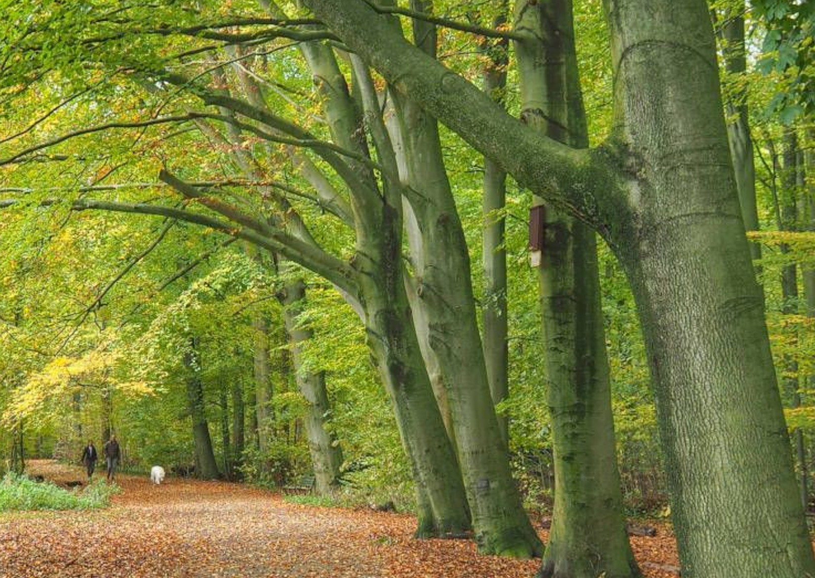 Rustig bospad voor buiten coaching in het Amsterdamse bos