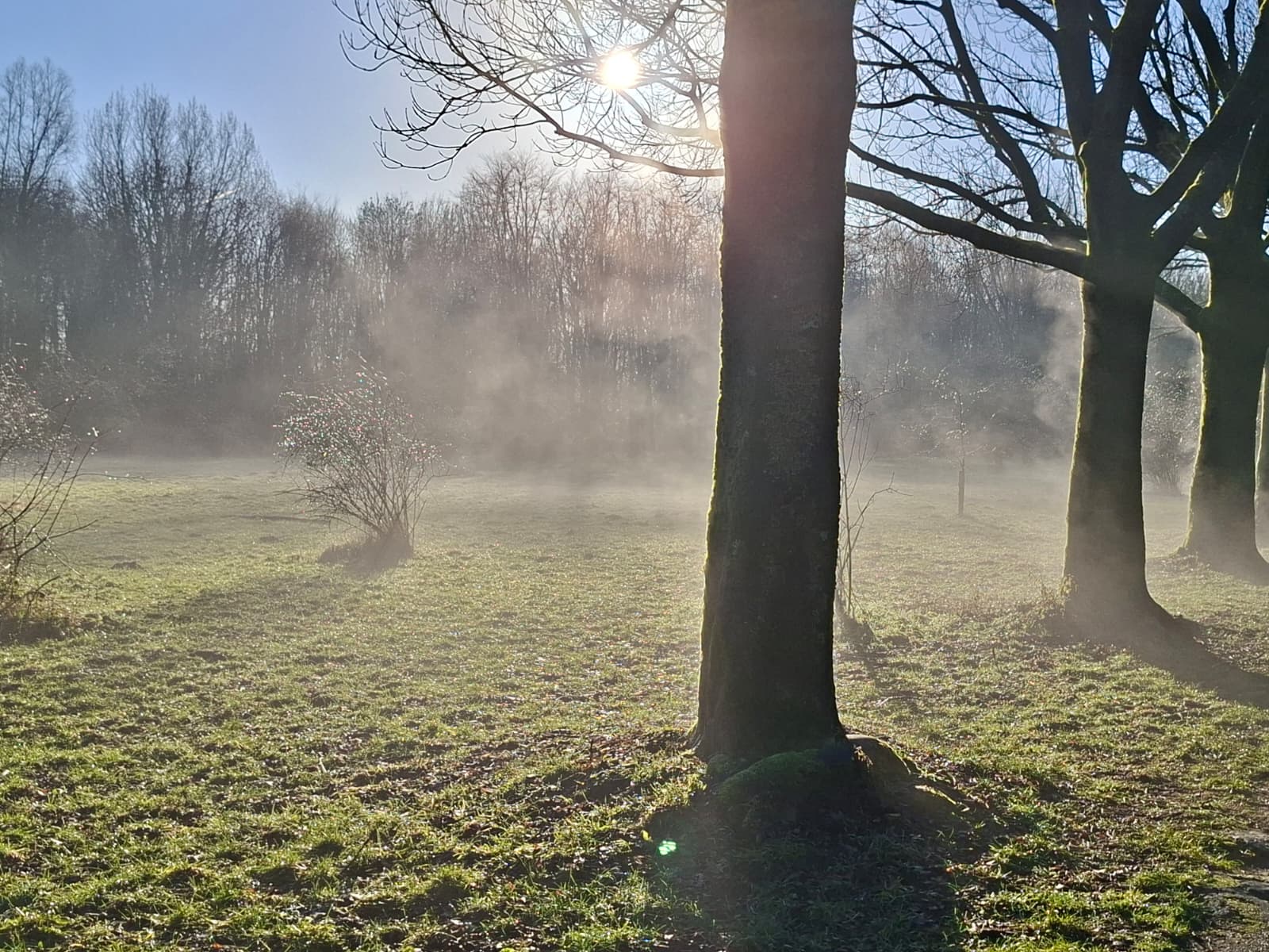 Ochtendmist in het Heempark in Alphen aan den Rijn