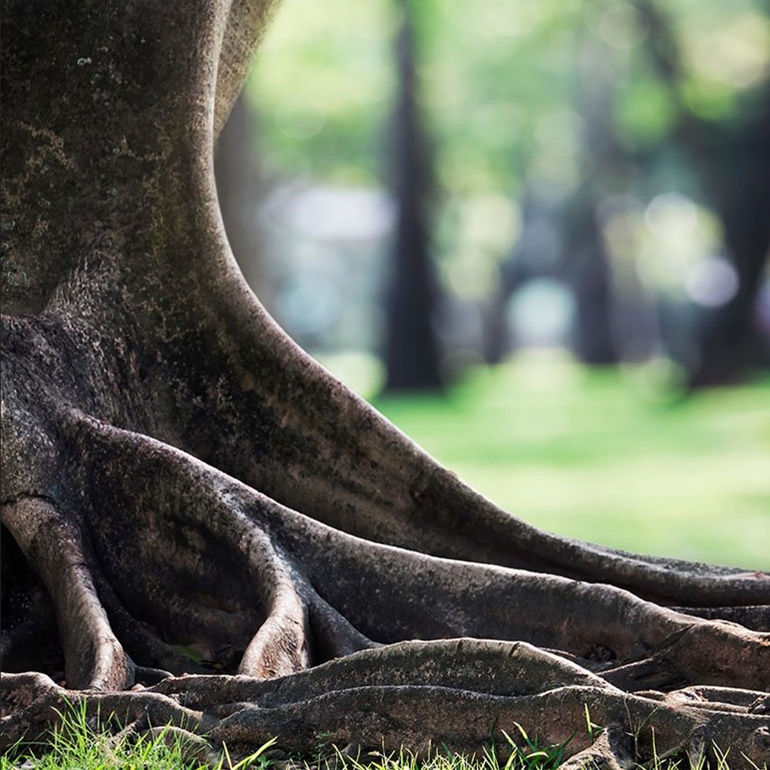 Oude boom met aanwezige wortels