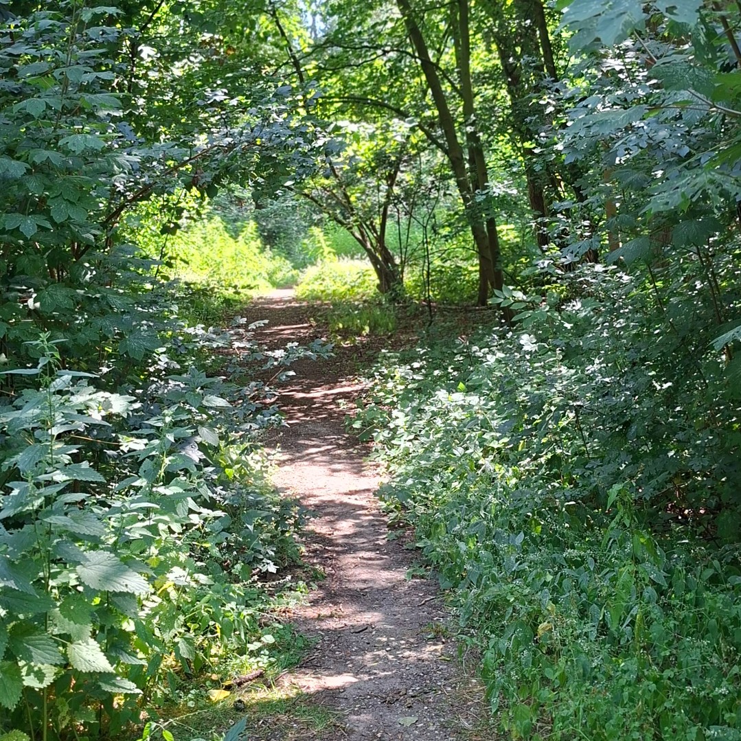 Wandelpad door het Heempark in Alphen aan den Rijn