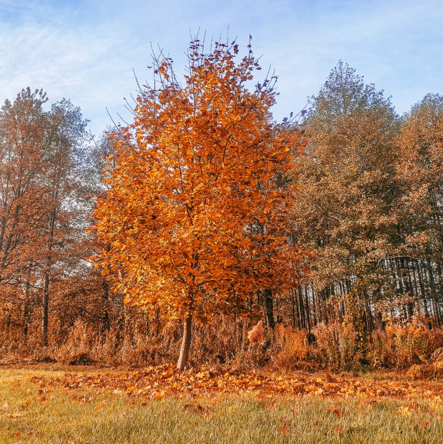 Herfstboom die zijn gekleurde bladeren loslaat