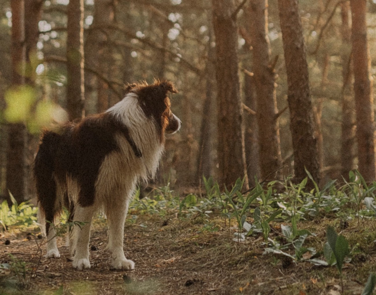 Hond in het bos die aandachtig zijn omgeving verkent
