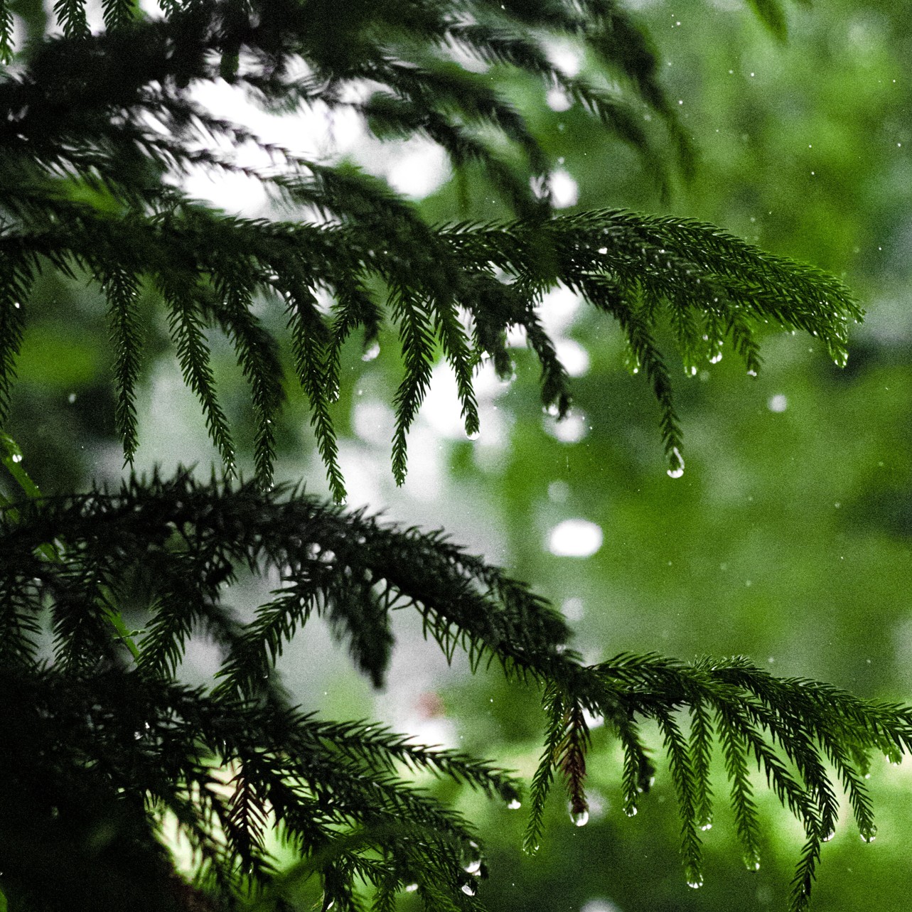 Regen die valt op een dennetak