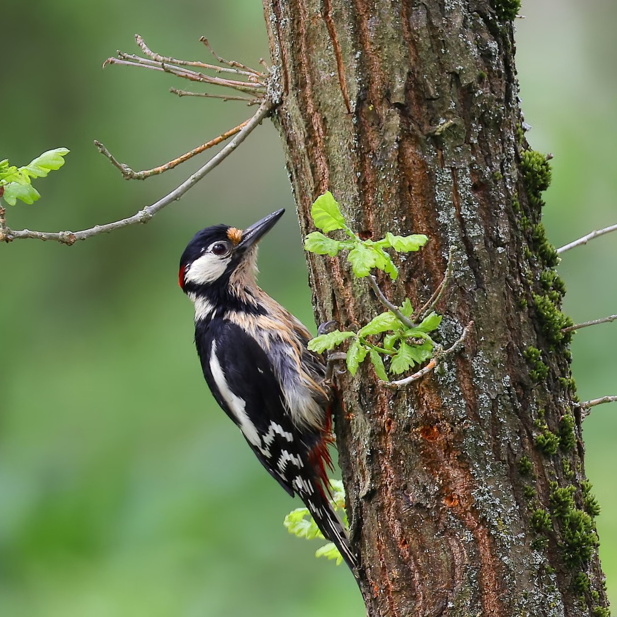 Specht tegen een boomstam in het bos